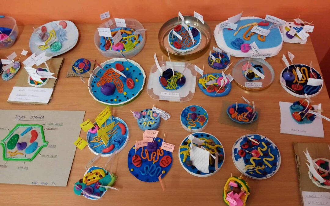 Prikaz učeničkih modela biljne i životinjske stanice